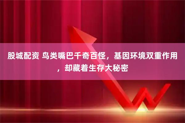 股城配资 鸟类嘴巴千奇百怪,基因环境双重作用,却藏着生存大秘密